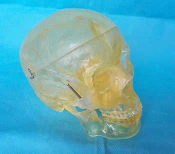 1:1 skaidrus kaukolės modelis kaulų skeleto struktūra medicinos mokymo modelį